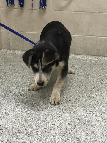 MYLES - Labrador Retriever / Siberian Husky available for adoption