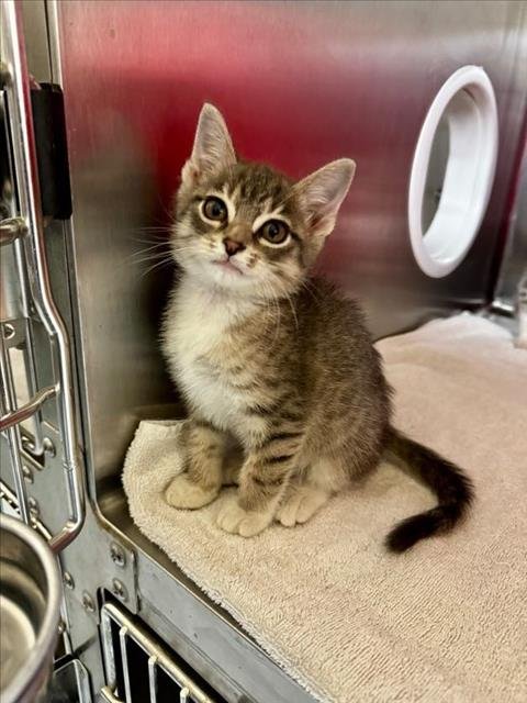 PAULY - Domestic Short Hair available for adoption