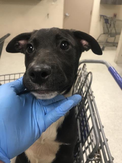 HANNAH - Labrador Retriever available for adoption