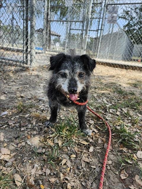 BUFORD - Norfolk Terrier available for adoption