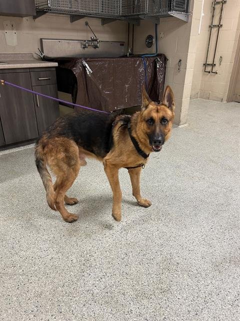 KIP - German Shepherd Dog available for adoption