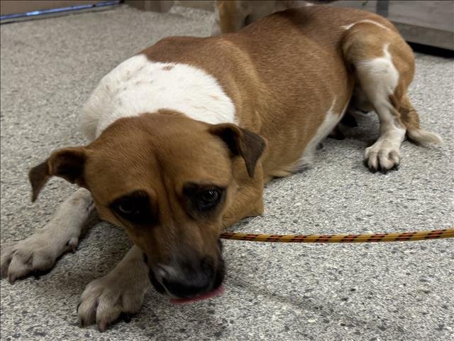 EMORY - Black Mouth Cur available for adoption