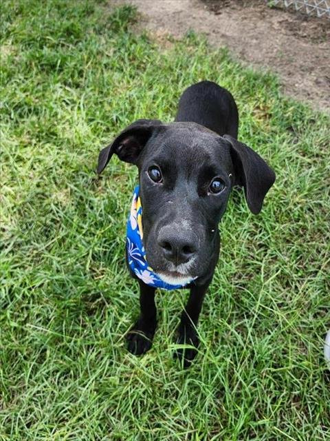 MARCUS - Labrador Retriever available for adoption