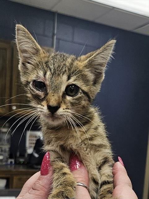 NUGGET - Domestic Short Hair available for adoption