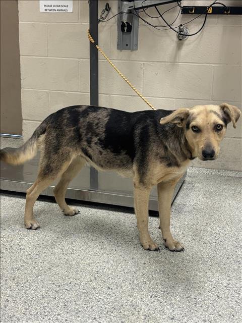 LAYLA - Labrador Retriever available for adoption