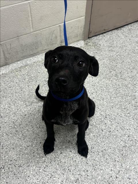 LADY - Pit Bull Terrier available for adoption