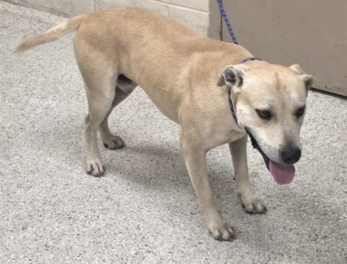 KUDO - Labrador Retriever available for adoption