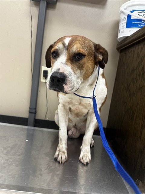 A428064 - American Staffordshire Terrier available for adoption