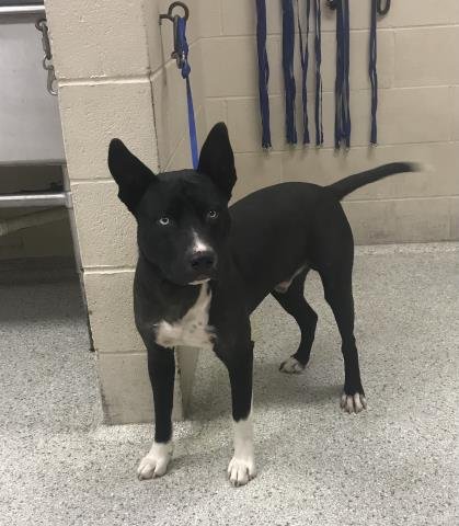 CODY - Pit Bull Terrier / Siberian Husky available for adoption
