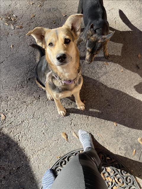 A423371 - German Shepherd Dog available for adoption