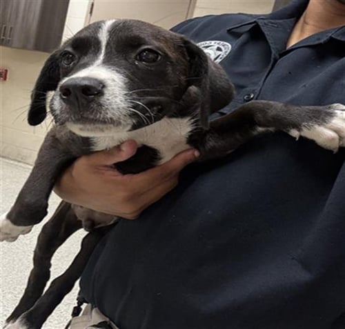 A429887 - Pit Bull Terrier available for adoption