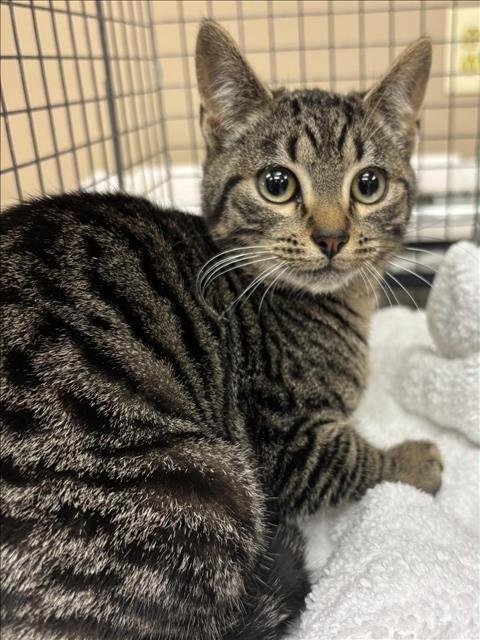 A425025 - Domestic Short Hair available for adoption