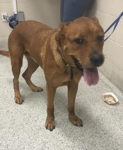 LADYBIRD - Labrador Retriever / Rhodesian Ridgeback available for adoption