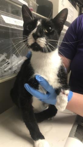BRUCE WAYNE - Domestic Short Hair available for adoption