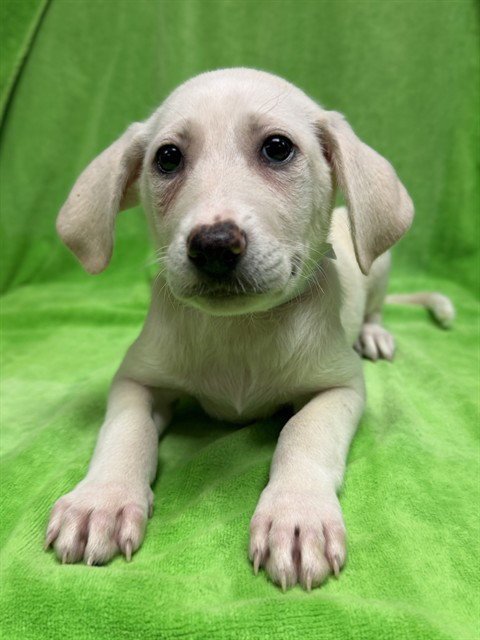 SULLIVAN - Great Pyrenees available for adoption