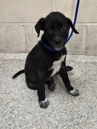 ROSCOE - Photo 1