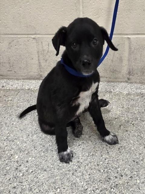 ROSCOE - Labrador Retriever available for adoption