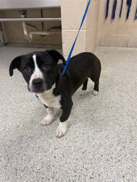 MARLIN - Pembroke Welsh Corgi available for adoption