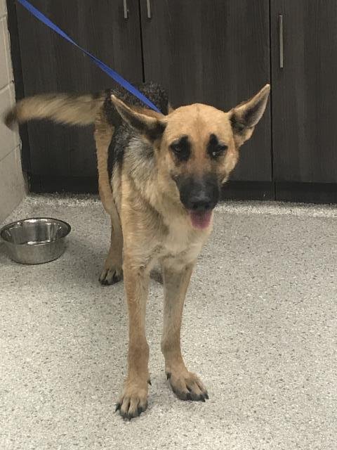 JUNE BUG - German Shepherd Dog available for adoption