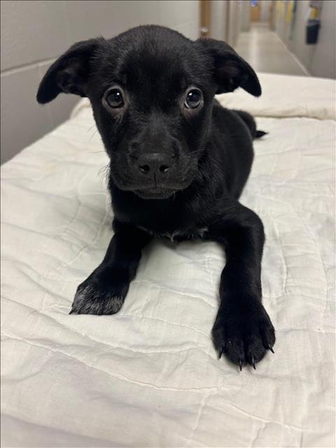 FARKLE - Labrador Retriever available for adoption