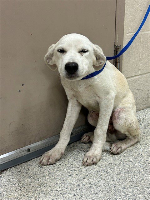 NOBLE - Labrador Retriever available for adoption