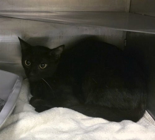 MIDNIGHT - Domestic Short Hair available for adoption