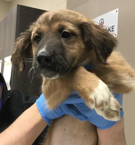 A424831 - German Shepherd Dog available for adoption