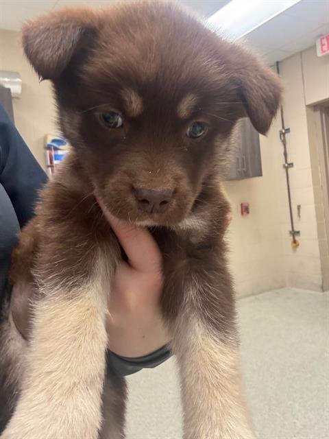 AMELIA - Anatolian Shepherd available for adoption