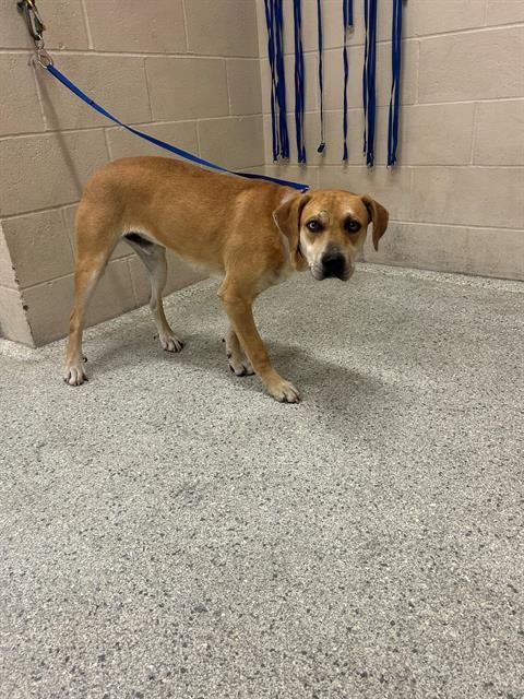 DONOVAN - Labrador Retriever available for adoption