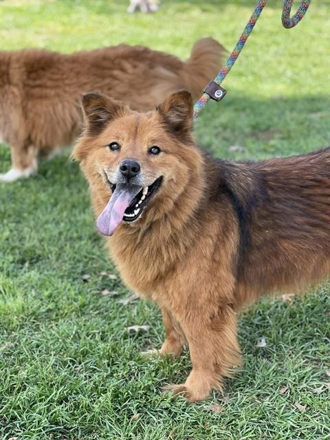 ASTRELLA - Chow Chow available for adoption