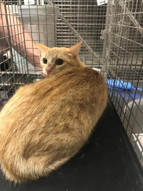 LADY BIRD - Domestic Short Hair available for adoption