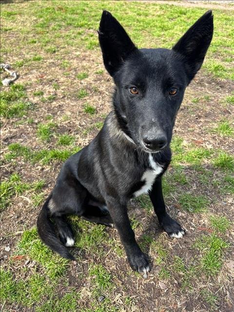 HANS - German Shepherd Dog available for adoption