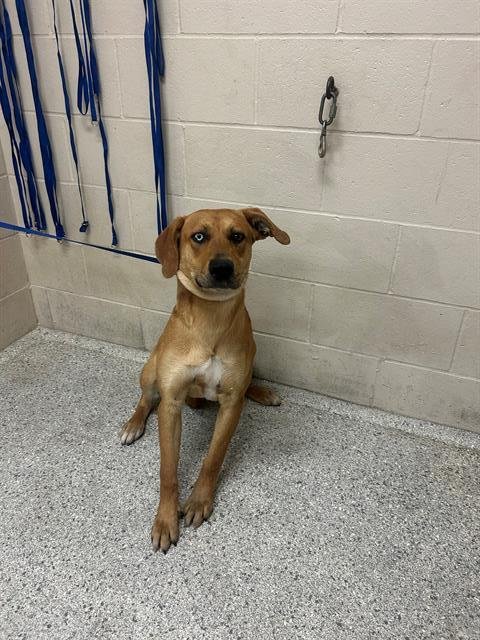 RANDY - Redbone Coonhound available for adoption