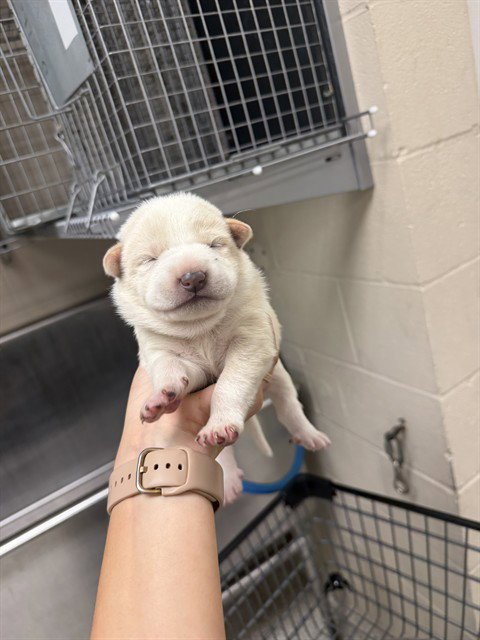 STORY - Great Pyrenees available for adoption