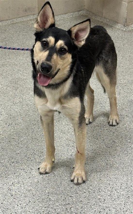 A424799 - German Shepherd Dog / Husky available for adoption
