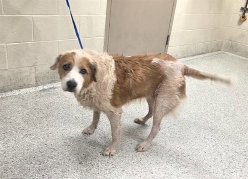 DAISY - Golden Retriever available for adoption