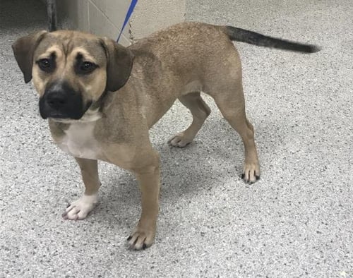 A427616 - Labrador Retriever available for adoption