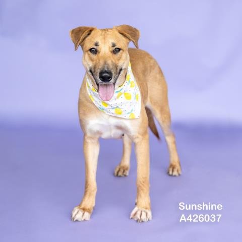 SUNSHINE - Labrador Retriever available for adoption