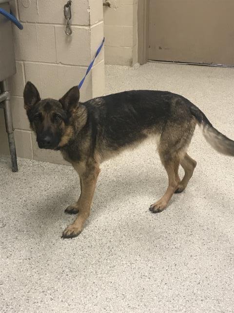 KENNEDY - German Shepherd Dog available for adoption