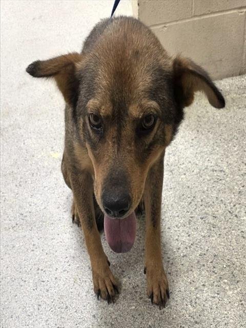 ASHLEY - German Shepherd Dog available for adoption