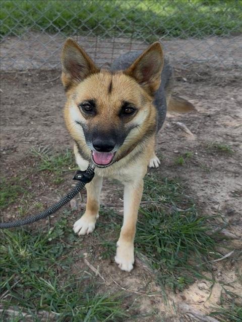 SHIRLEY - German Shepherd Dog available for adoption