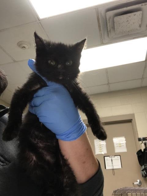 DOC - Domestic Short Hair available for adoption