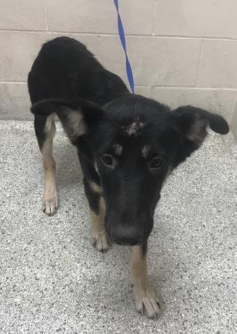 A429645 - German Shepherd Dog available for adoption