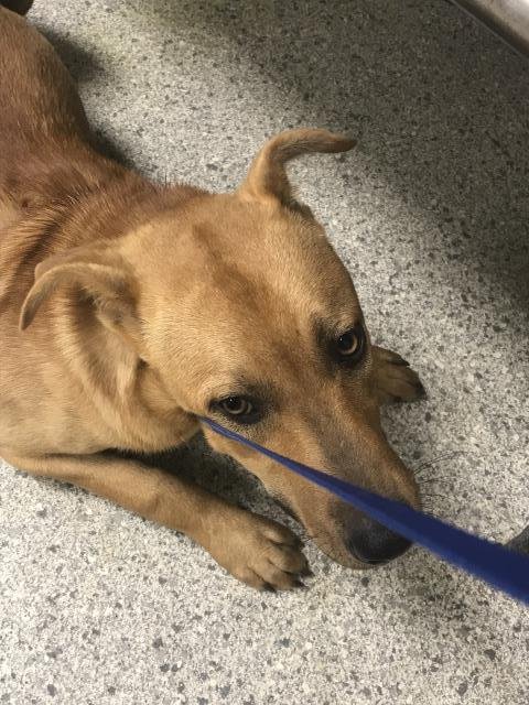 HENRY - Labrador Retriever available for adoption