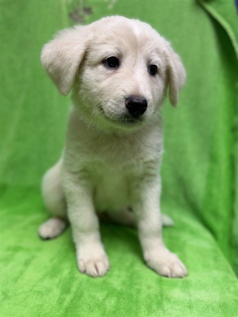 SOLSTICE - Great Pyrenees available for adoption