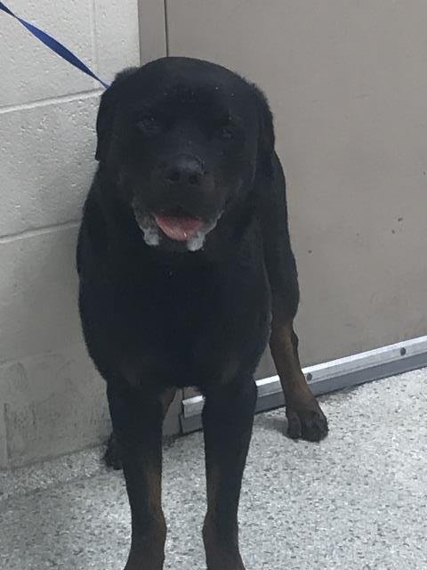 LATRELL - Rottweiler available for adoption