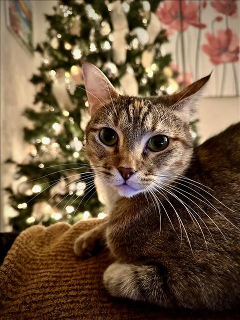 PEACH - Domestic Short Hair available for adoption