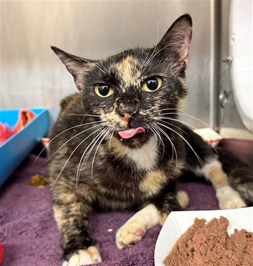 LOVEY - Domestic Short Hair available for adoption