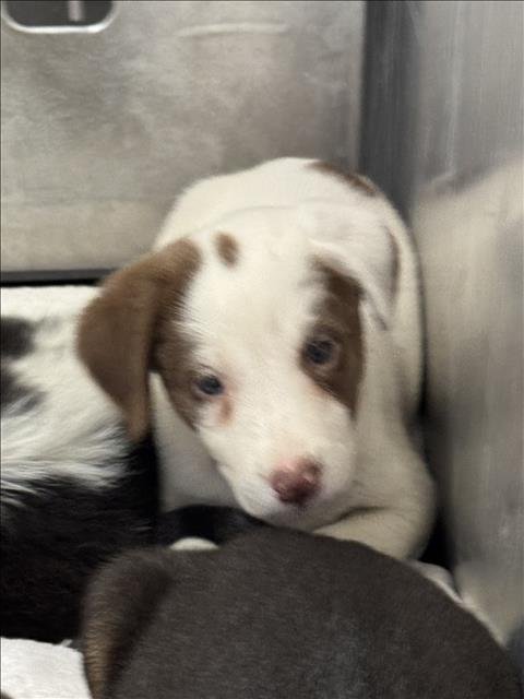 A427774 - Border Collie available for adoption