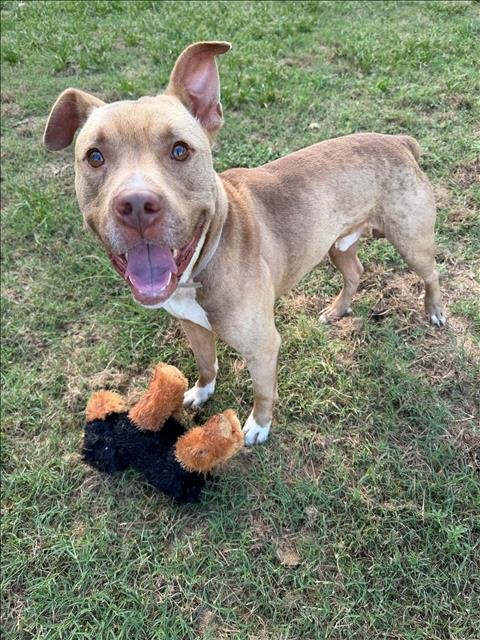 TOBY - American Pit Bull Terrier available for adoption